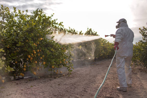Trusted Hampton Bays, NY Pest Control Experts