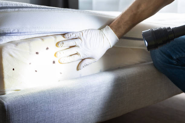 Best Pest Control Near Me in Hampton Bays, NY
