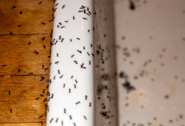 Best Mosquito Control Services  in Hampton Bays, NY