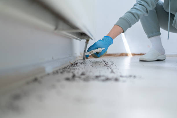 Best Affordable Pest Control Services  in Hampton Bays, NY